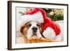 Sleeping Dog Weared to Santa Hat-Artush-Framed Photographic Print