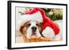 Sleeping Dog Weared to Santa Hat-Artush-Framed Photographic Print