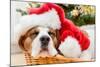 Sleeping Dog Weared to Santa Hat-Artush-Mounted Photographic Print