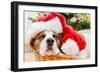 Sleeping Dog Weared to Santa Hat-Artush-Framed Photographic Print