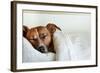 Sleeping Dog-Javier Brosch-Framed Photographic Print