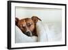 Sleeping Dog-Javier Brosch-Framed Photographic Print