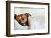 Sleeping Dog-Javier Brosch-Framed Photographic Print