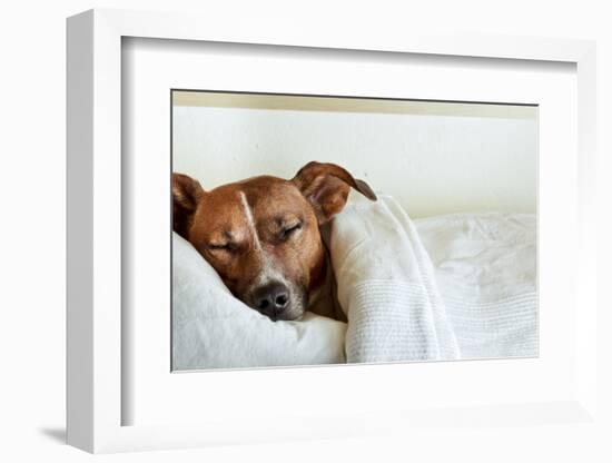 Sleeping Dog-Javier Brosch-Framed Photographic Print