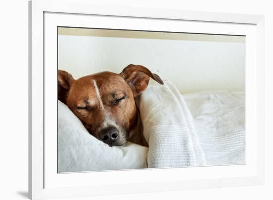 Sleeping Dog-Javier Brosch-Framed Photographic Print