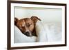 Sleeping Dog-Javier Brosch-Framed Photographic Print