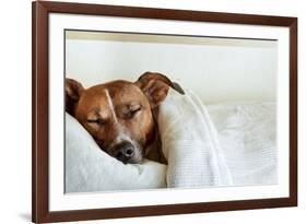 Sleeping Dog-Javier Brosch-Framed Photographic Print