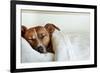Sleeping Dog-Javier Brosch-Framed Photographic Print