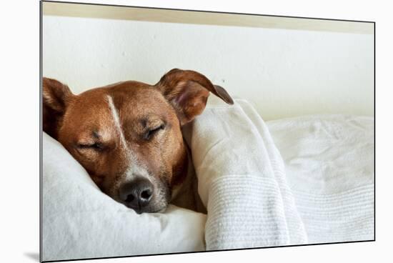 Sleeping Dog-Javier Brosch-Mounted Photographic Print