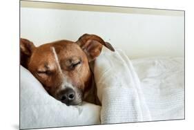 Sleeping Dog-Javier Brosch-Mounted Photographic Print