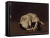 Sleeping Dog-Arcangelo Resani-Framed Stretched Canvas