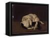 Sleeping Dog-Arcangelo Resani-Framed Stretched Canvas