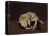 Sleeping Dog-Arcangelo Resani-Stretched Canvas