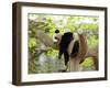 Sleeping Giant Panda Baby-silver-john-Framed Photographic Print