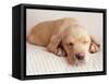 Sleeping Labrador Puppy-Jim Craigmyle-Framed Stretched Canvas