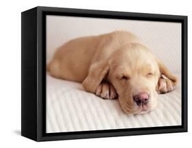 Sleeping Labrador Puppy-Jim Craigmyle-Framed Stretched Canvas