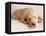 Sleeping Labrador Puppy-Jim Craigmyle-Framed Stretched Canvas