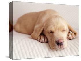 Sleeping Labrador Puppy-Jim Craigmyle-Stretched Canvas