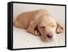 Sleeping Labrador Puppy-Jim Craigmyle-Framed Stretched Canvas