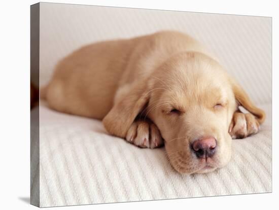 Sleeping Labrador Puppy-Jim Craigmyle-Stretched Canvas
