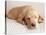 Sleeping Labrador Puppy-Jim Craigmyle-Stretched Canvas