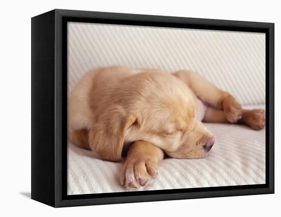 Sleeping Labrador Puppy-Jim Craigmyle-Framed Stretched Canvas