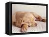 Sleeping Labrador Puppy-Jim Craigmyle-Framed Stretched Canvas