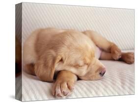 Sleeping Labrador Puppy-Jim Craigmyle-Stretched Canvas