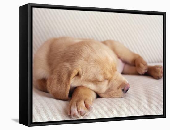 Sleeping Labrador Puppy-Jim Craigmyle-Framed Stretched Canvas