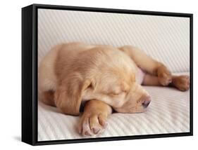 Sleeping Labrador Puppy-Jim Craigmyle-Framed Stretched Canvas