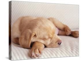 Sleeping Labrador Puppy-Jim Craigmyle-Stretched Canvas