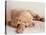 Sleeping Labrador Puppy-Jim Craigmyle-Stretched Canvas