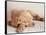 Sleeping Labrador Puppy-Jim Craigmyle-Framed Stretched Canvas