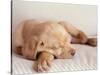 Sleeping Labrador Puppy-Jim Craigmyle-Stretched Canvas