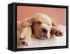 Sleeping Labrador Puppy-Jim Craigmyle-Framed Stretched Canvas