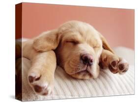 Sleeping Labrador Puppy-Jim Craigmyle-Stretched Canvas