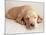 Sleeping Labrador Puppy-Jim Craigmyle-Mounted Photographic Print