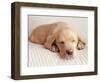 Sleeping Labrador Puppy-Jim Craigmyle-Framed Photographic Print