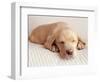 Sleeping Labrador Puppy-Jim Craigmyle-Framed Photographic Print