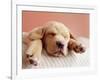 Sleeping Labrador Puppy-Jim Craigmyle-Framed Photographic Print