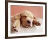 Sleeping Labrador Puppy-Jim Craigmyle-Framed Photographic Print