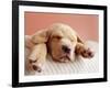 Sleeping Labrador Puppy-Jim Craigmyle-Framed Photographic Print