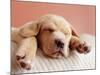 Sleeping Labrador Puppy-Jim Craigmyle-Mounted Photographic Print