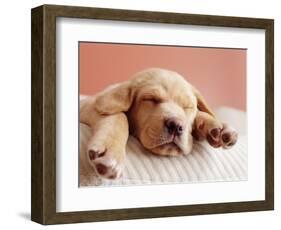 Sleeping Labrador Puppy-Jim Craigmyle-Framed Photographic Print