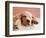 Sleeping Labrador Puppy-Jim Craigmyle-Framed Photographic Print