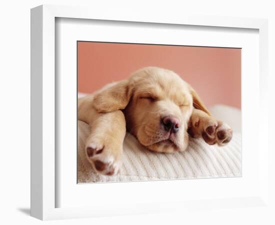 Sleeping Labrador Puppy-Jim Craigmyle-Framed Photographic Print