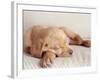 Sleeping Labrador Puppy-Jim Craigmyle-Framed Photographic Print