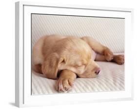 Sleeping Labrador Puppy-Jim Craigmyle-Framed Photographic Print