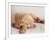 Sleeping Labrador Puppy-Jim Craigmyle-Framed Photographic Print