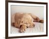 Sleeping Labrador Puppy-Jim Craigmyle-Framed Photographic Print